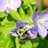 wild_geranium.png