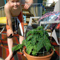 tomato_plant_thumb.jpg