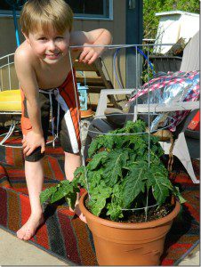 tomato_plant_thumb.jpg