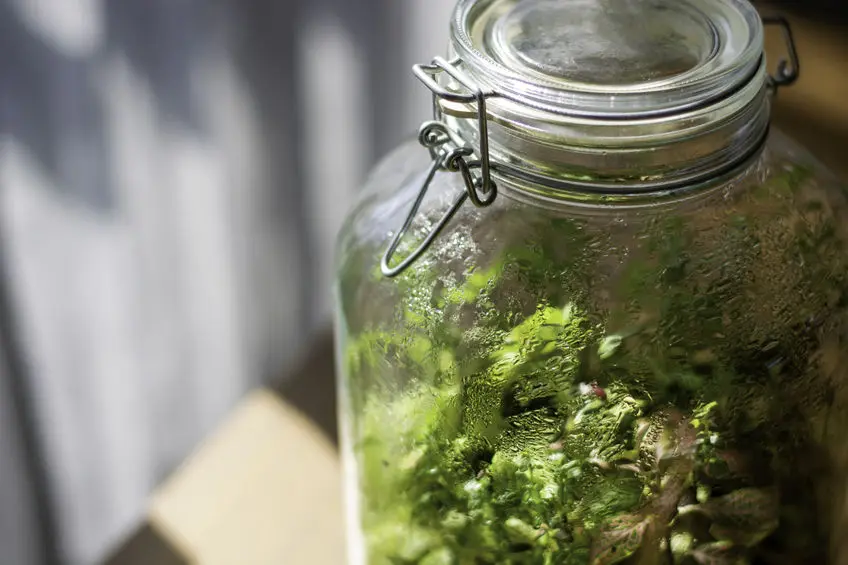 Condensation collects on the inside of a jar terrarium