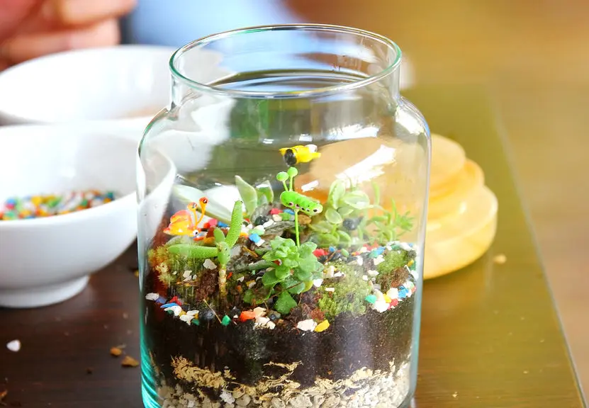 diy terrarium with layers of soil, gravel, and small plants