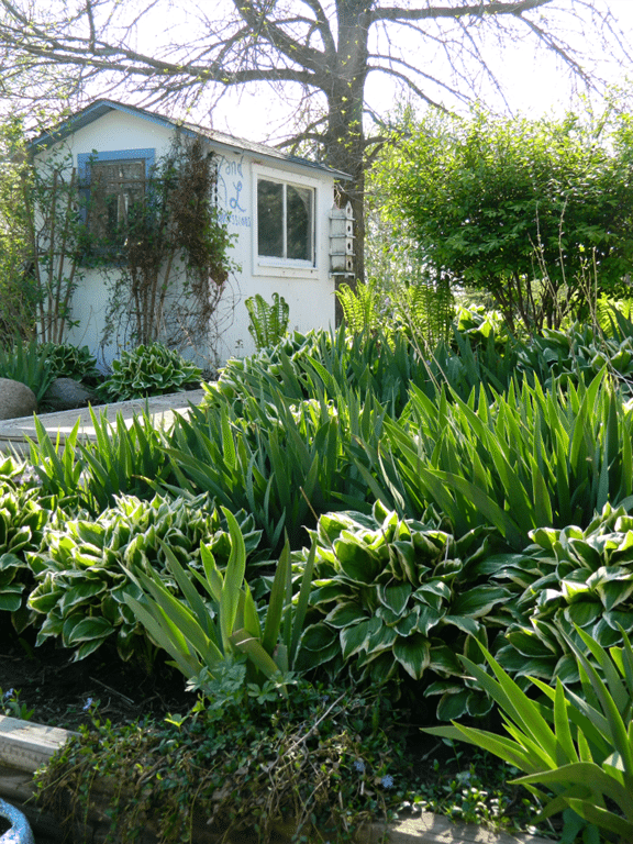 hosta_iris_garden.png