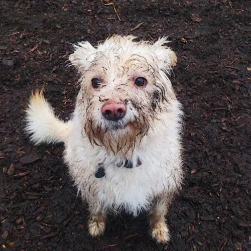 dirty dog