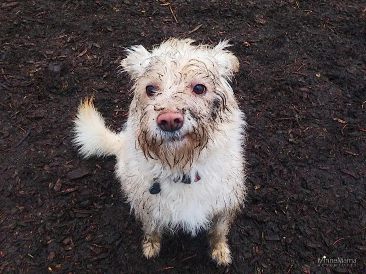 dirty dog