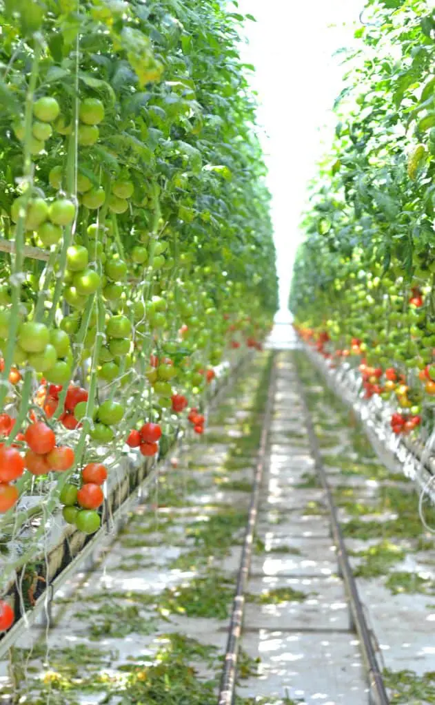 bushel boy farms2