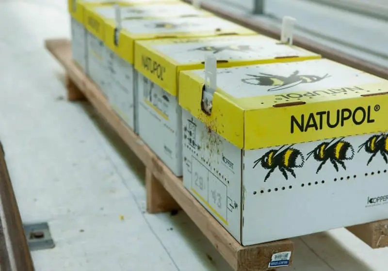 bushel boy hives-800