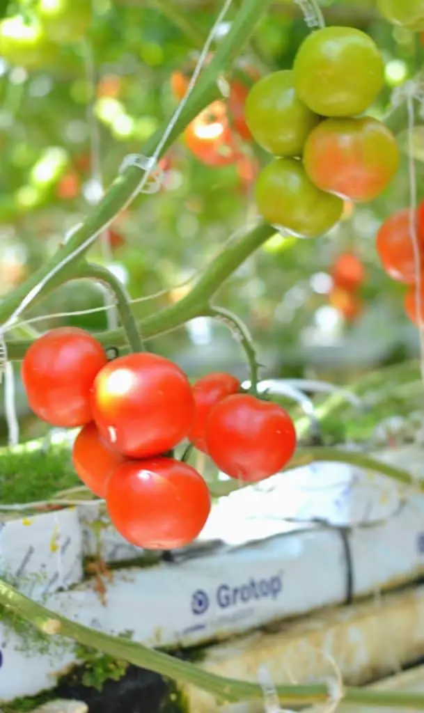 bushel boy tomatoes1