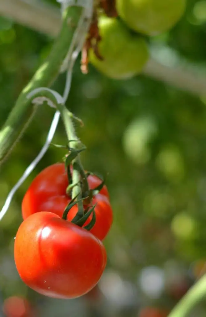 bushel boy tomatoes3