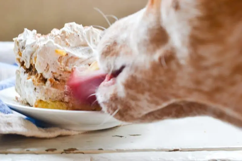 Twinkie Tiramisu. An easy to make, delicious version of the classic favorite!
