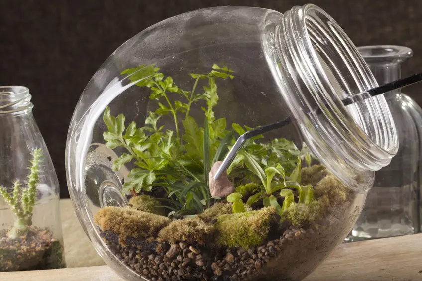 Using tweezers for making a mason jar terrarium