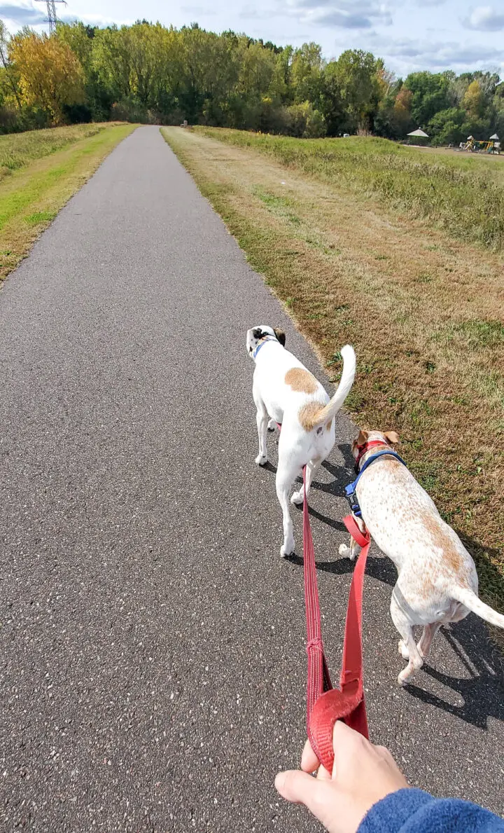 Newton & Fitz going for a walk