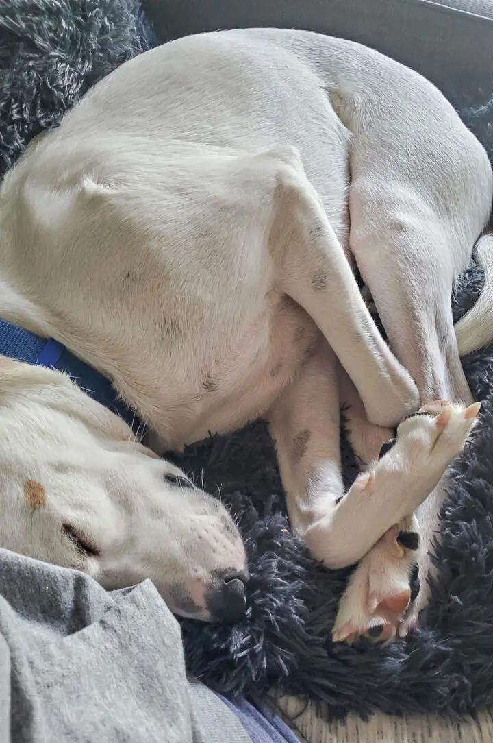 Fitzgerald, and Animal Humane Society rescue pup.