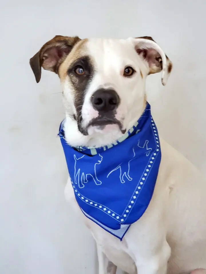Fitzgerald, an Animal Humane Society rescue pup.