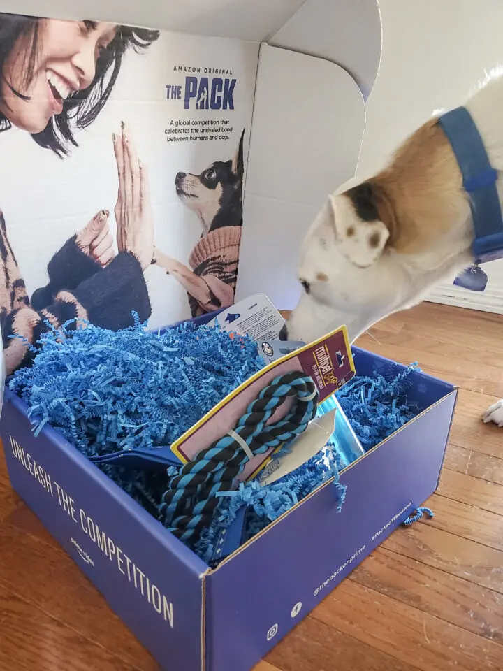Fitzgerald opening The Pack box