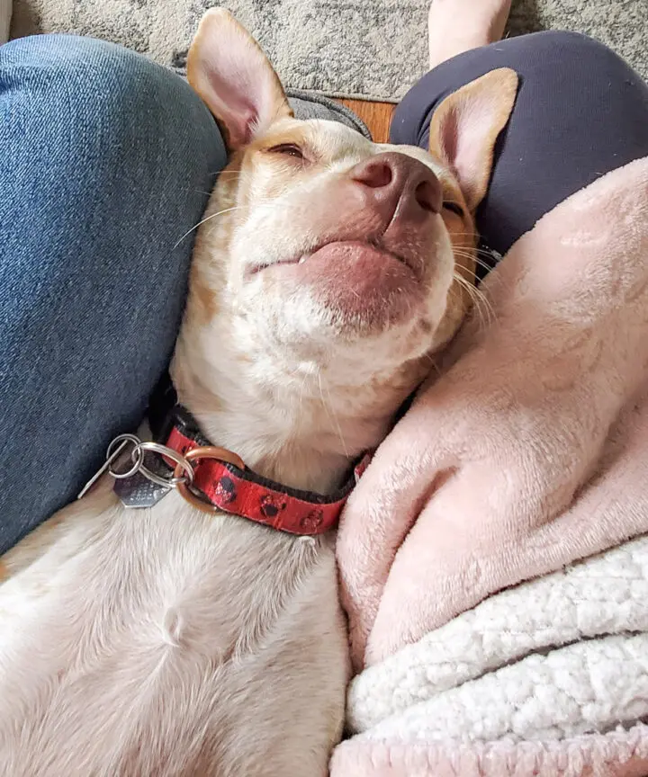Newton, NellieBellie's rescue pup.