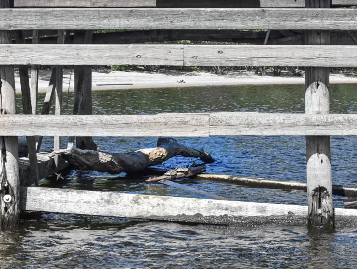 turtles sunning themselves on the St. Croix River