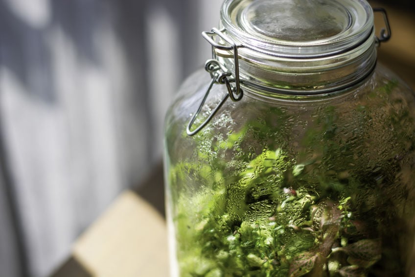 Condensation collects on the inside of a jar terrarium