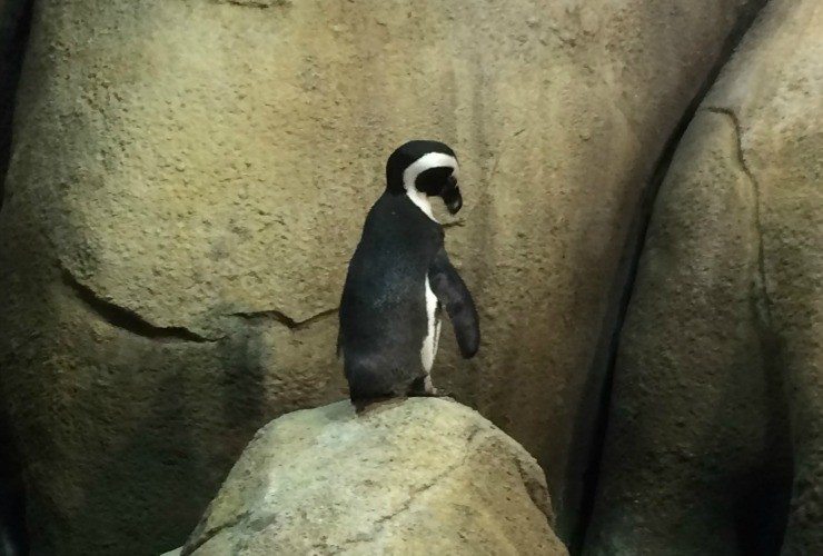 The MN Zoo is a great stop during the Minneapolis Comic Con