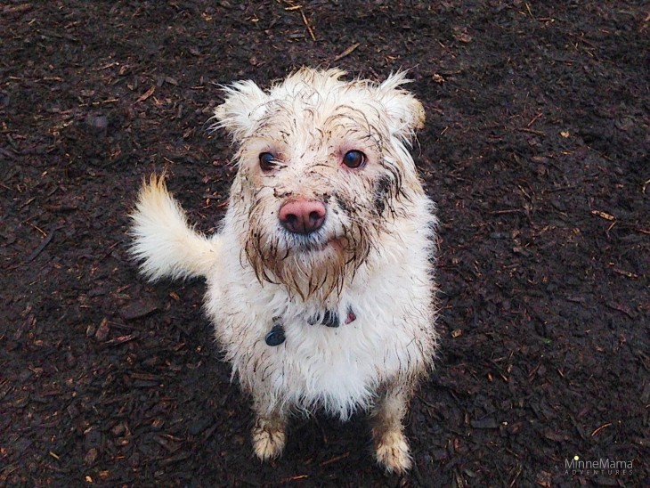 dirty dog