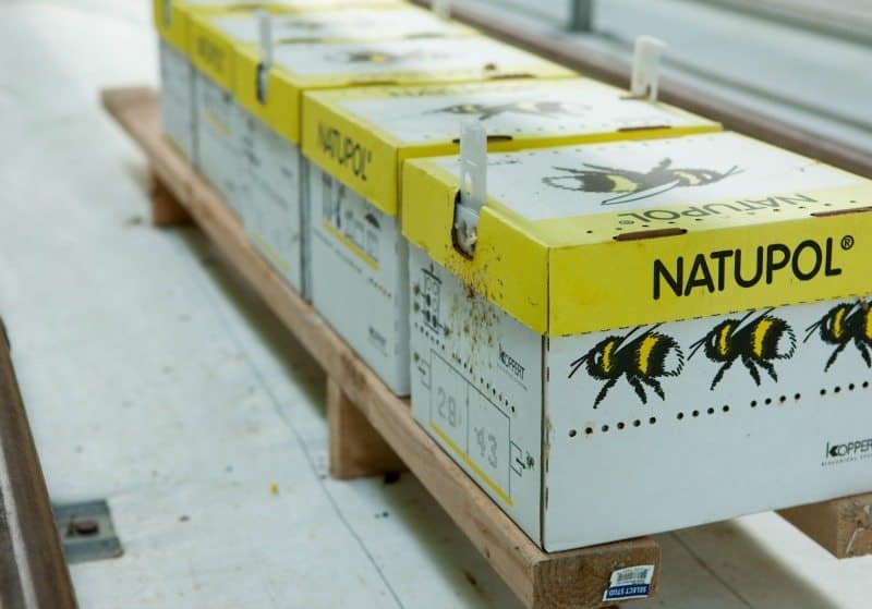 bushel boy hives-800