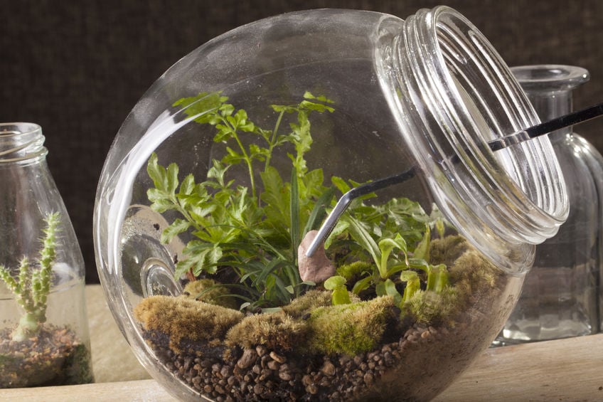 Using tweezers for making a mason jar terrarium
