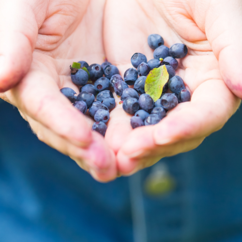a handful of blueberries