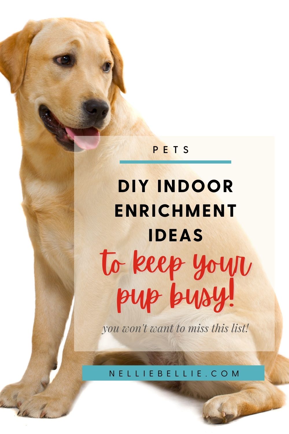 7 Indoor Dog Enrichment Ideas for Rainy Days