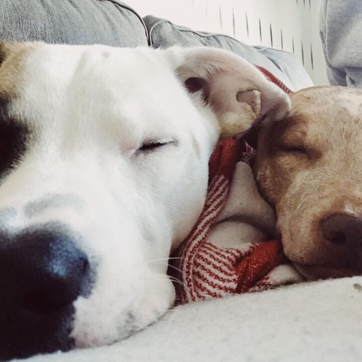 Newton and Fitz, rescue pups of NellieBellie